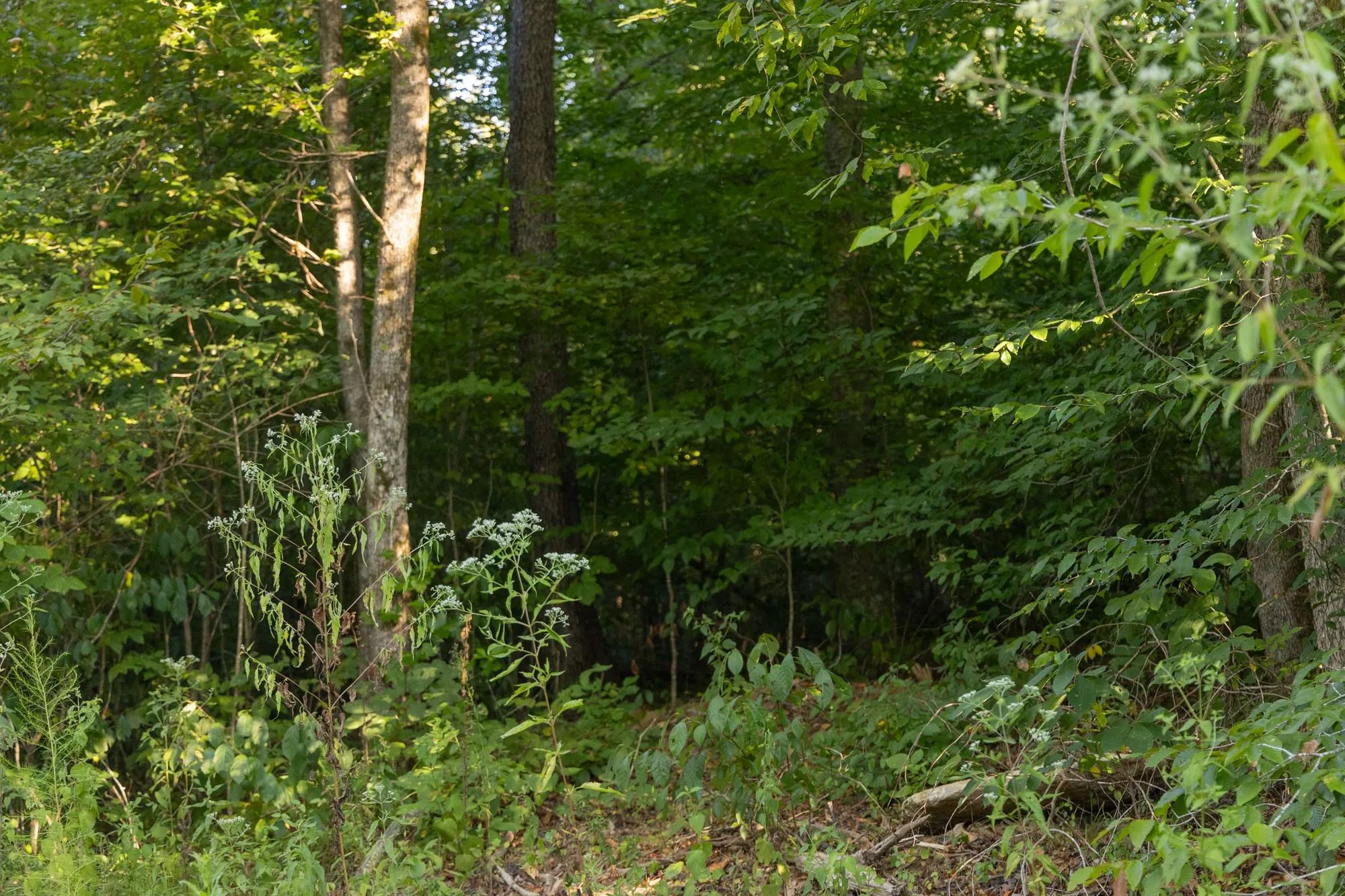 Big White Oak Tract 90 in Perry County, TN