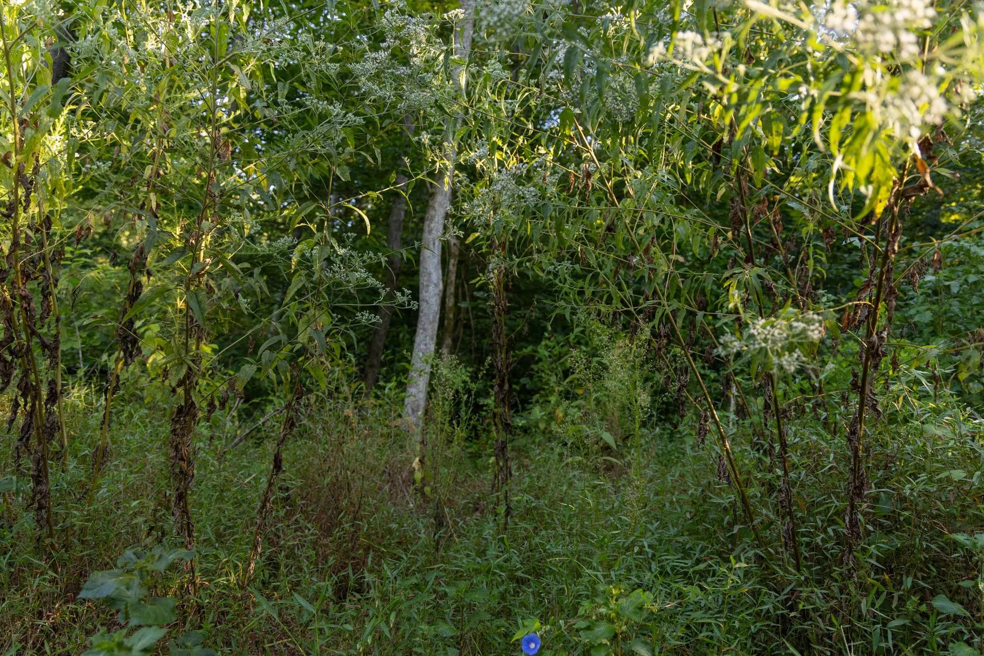 Big White Oak Tract 90 in Perry County, TN