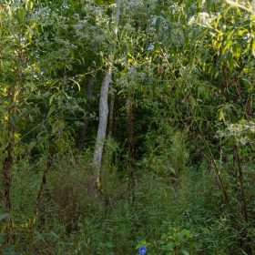 Big White Oak Tract 90 in Perry County, TN