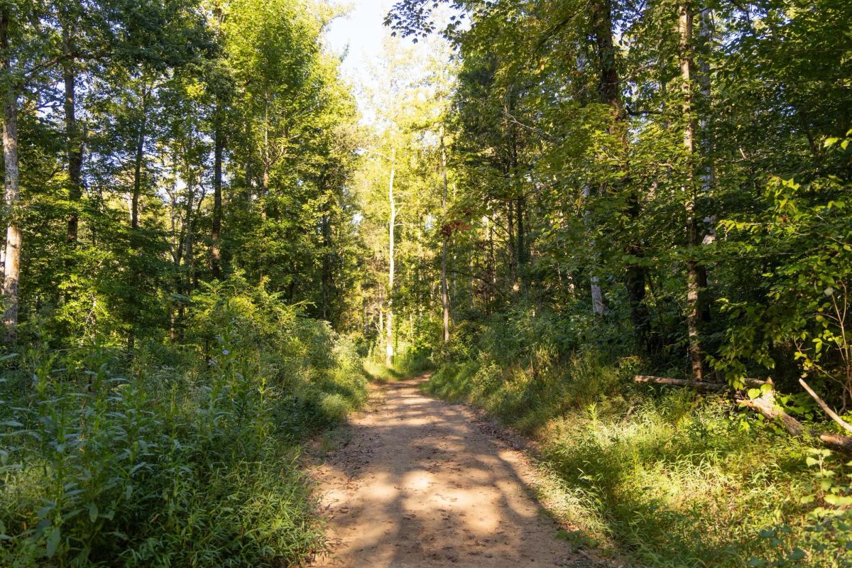 Decorative background for Big White Oak Tract 90 image 5