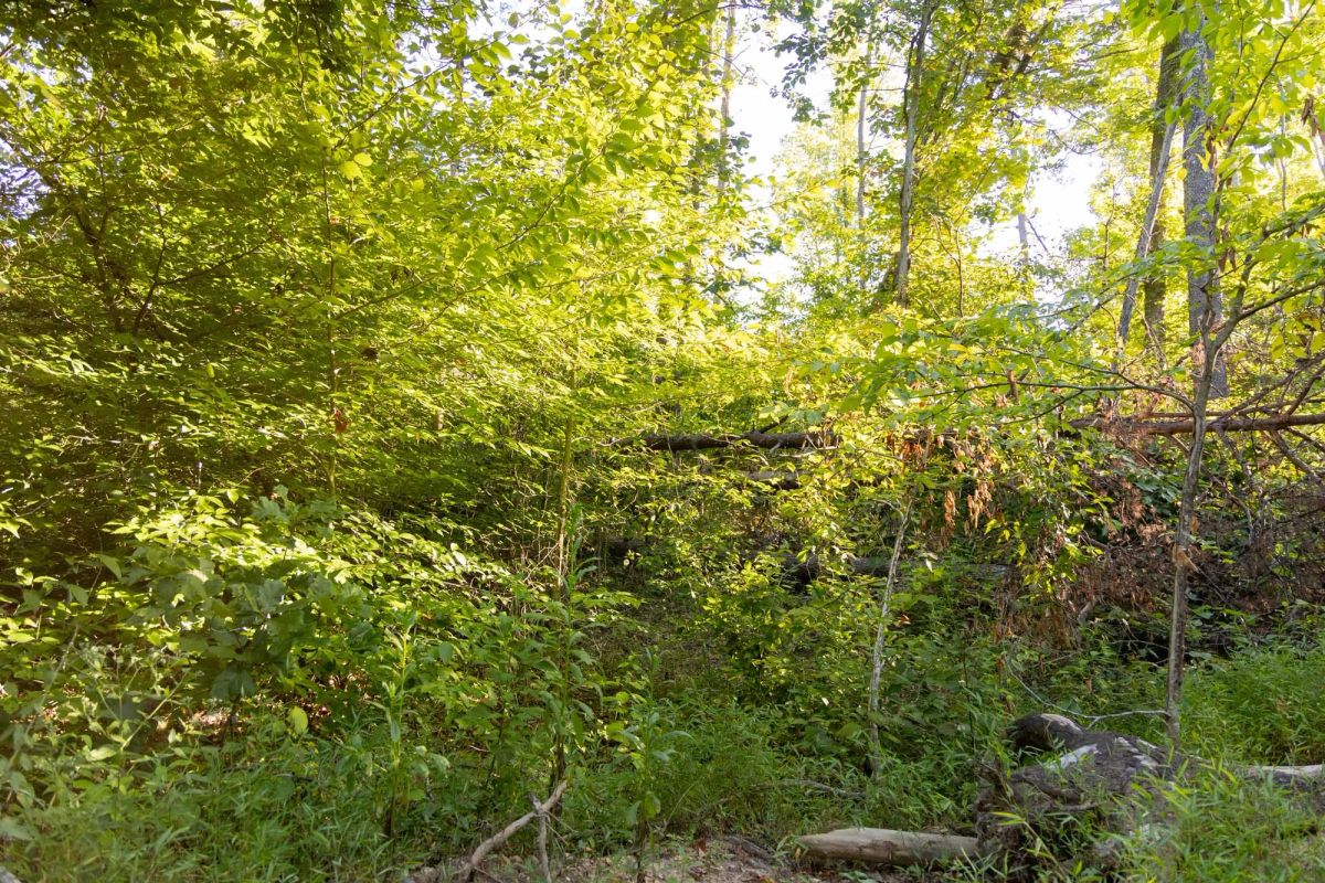Decorative background for Big White Oak Tract 90 image 6