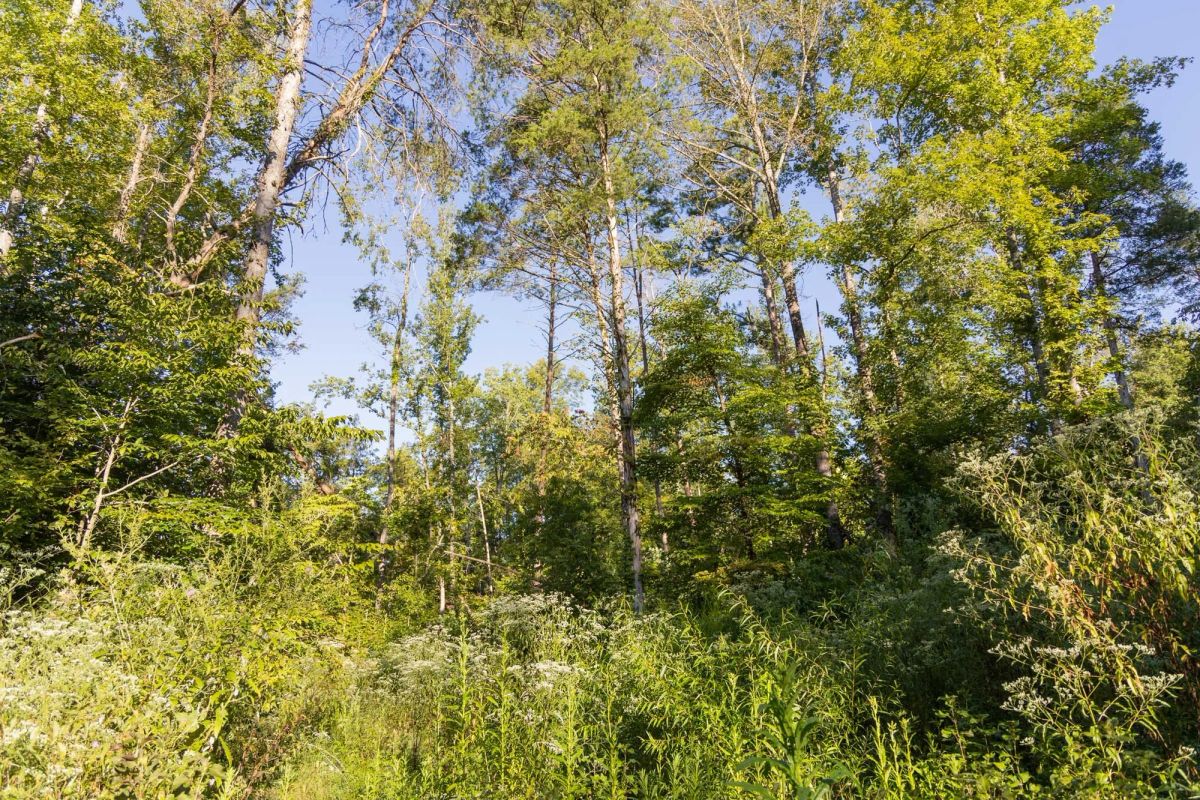 Decorative background for Big White Oak Tract 90 image 7
