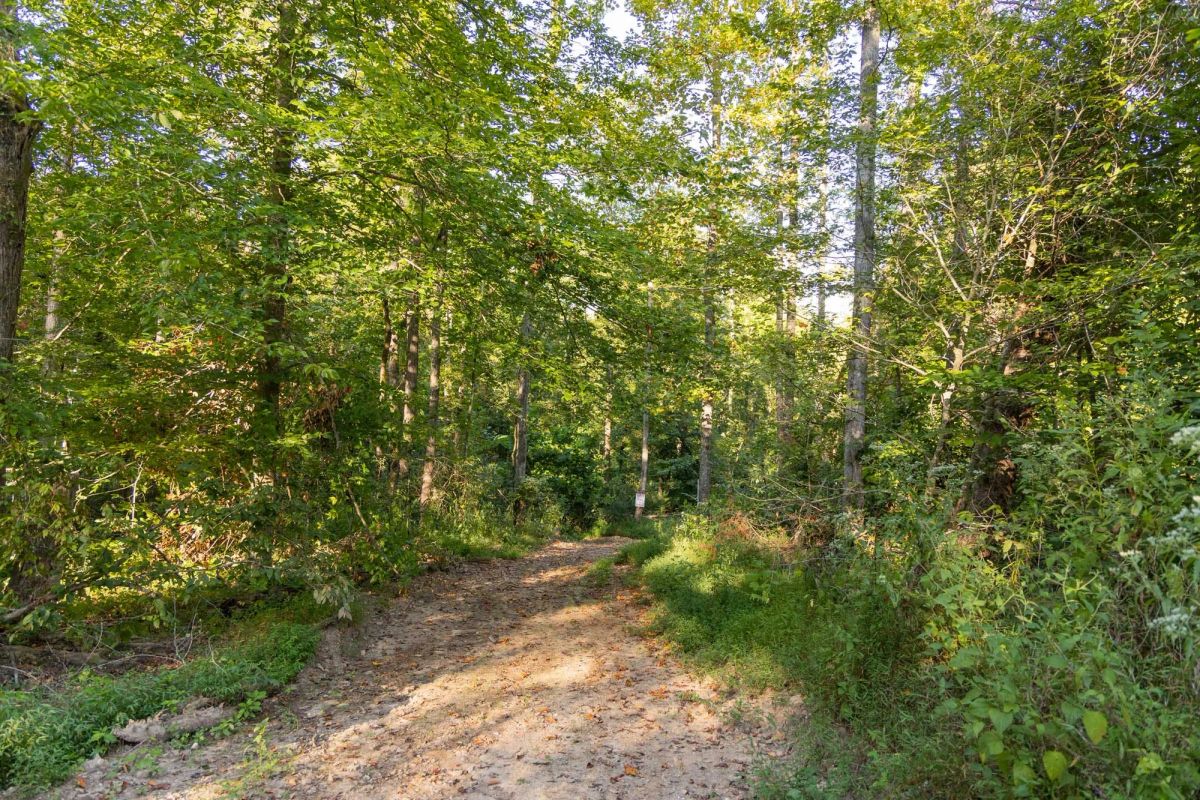 Decorative background for Big White Oak Tract 90 image 8