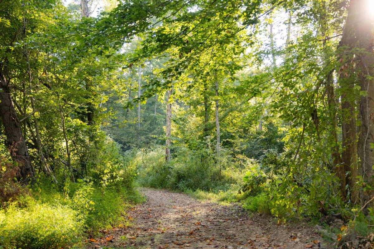 Decorative background for Big White Oak Tract 90 image 9