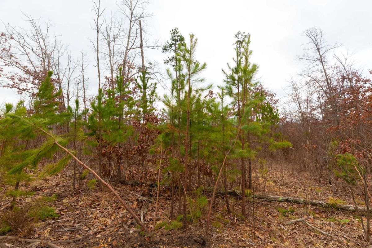 Windy Ridge Tract 10 - Image 2