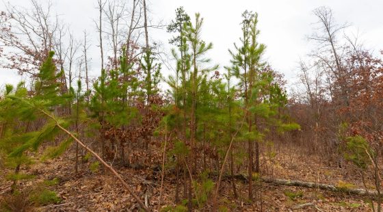 Windy Ridge Tract 10 in Texas County, MO