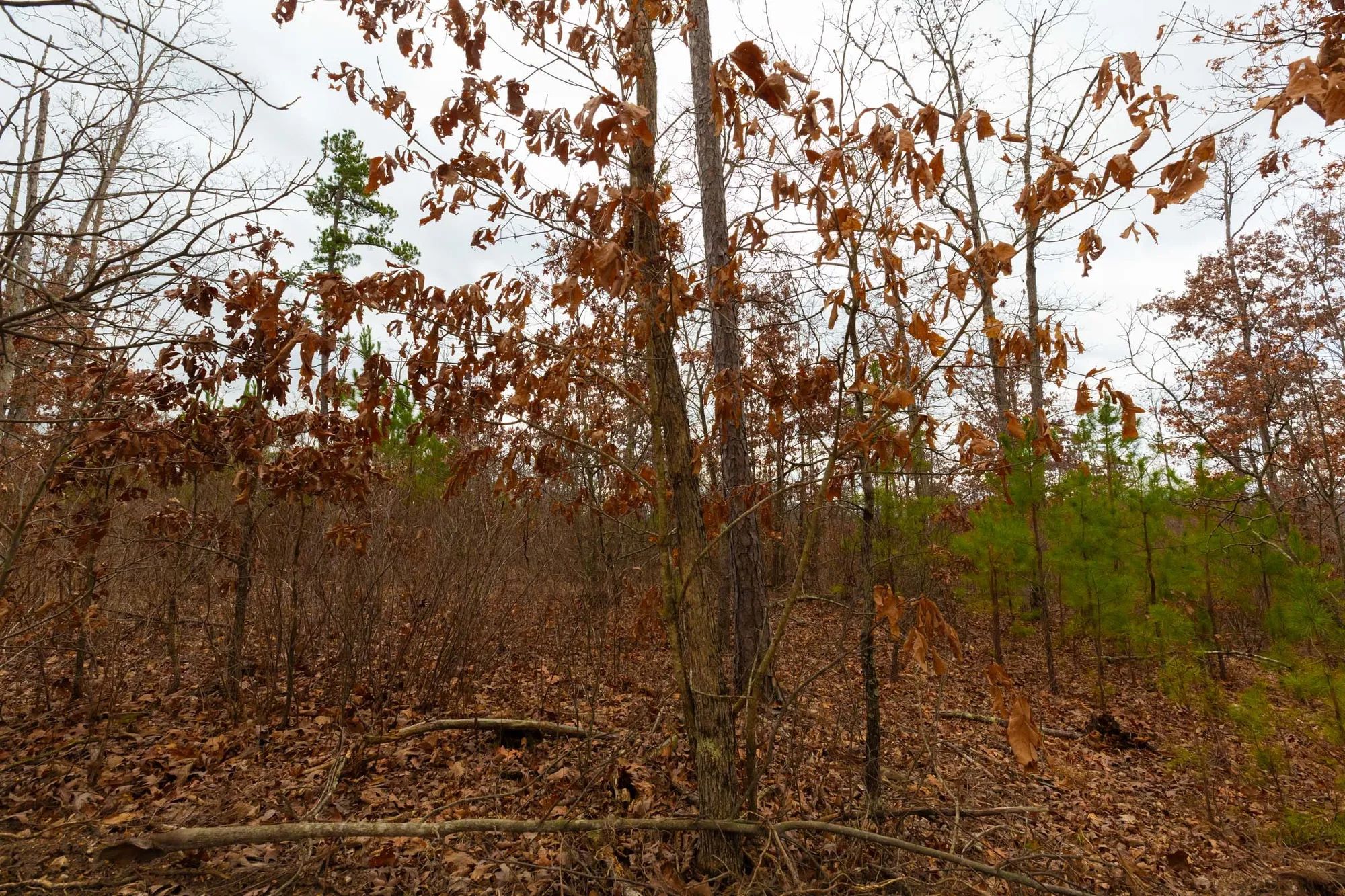 Windy Ridge Tract 10 in Texas County, MO