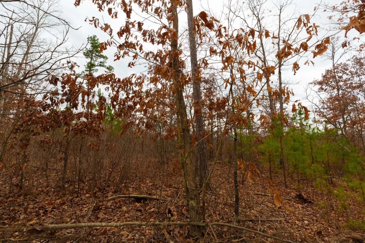 Windy Ridge Tract 10 - Image 3