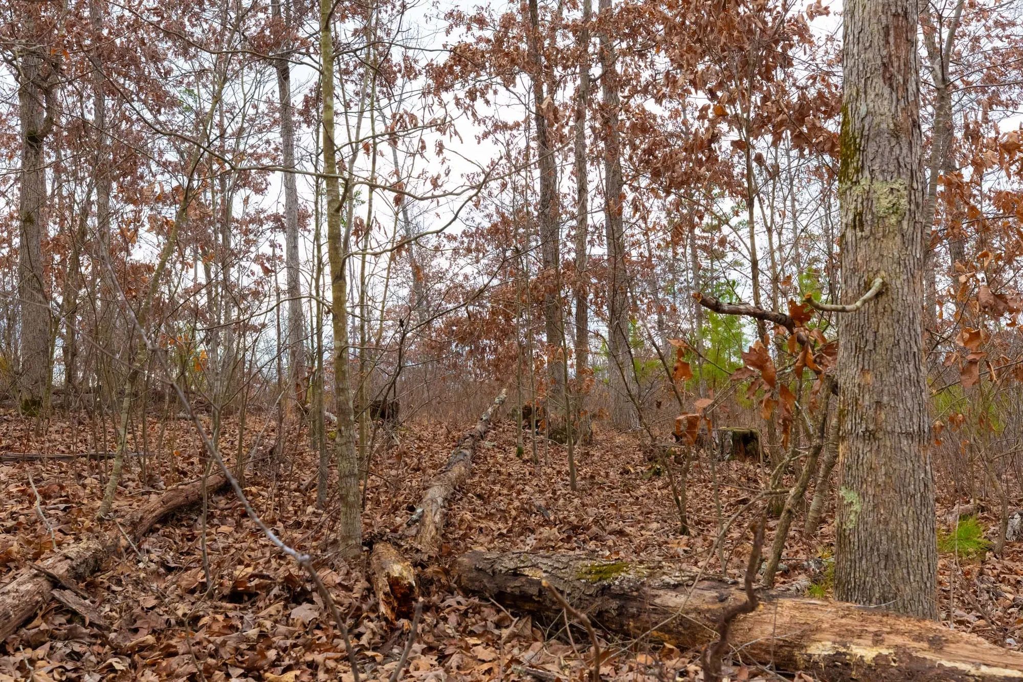 Windy Ridge Tract 10 in Texas County, MO