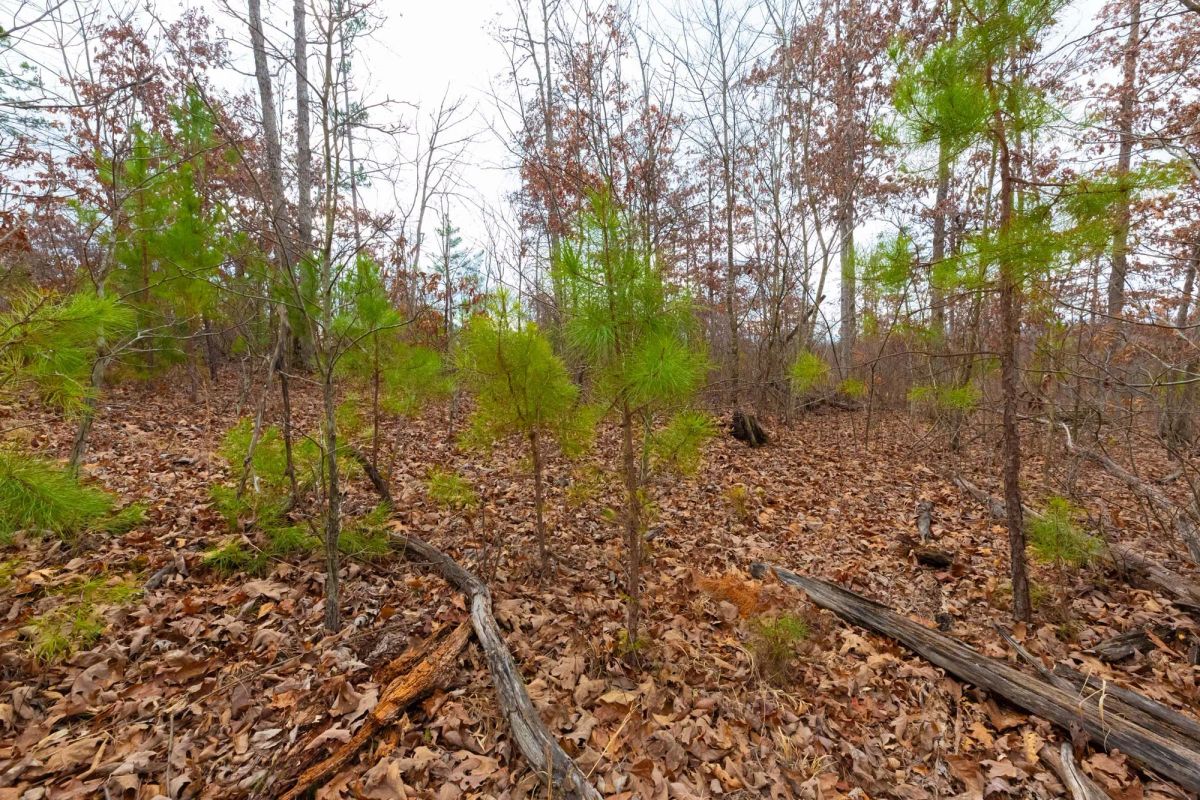 Decorative background for Windy Ridge Tract 10 image 5