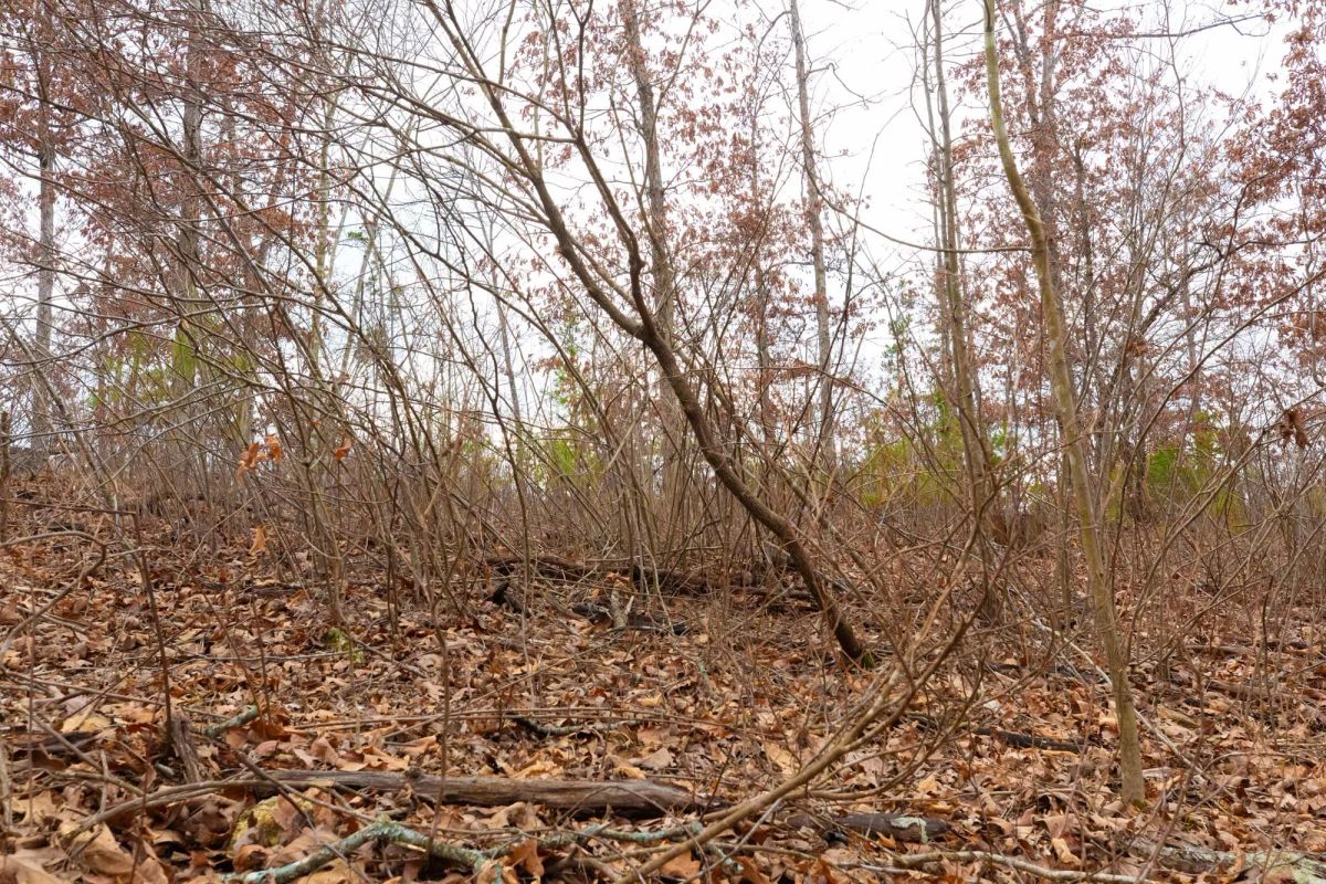 Decorative background for Windy Ridge Tract 10 image 6
