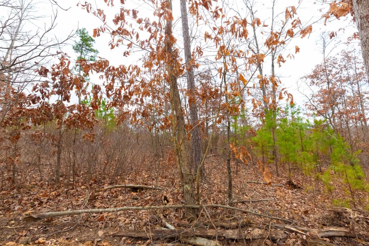 Decorative background for Windy Ridge Tract 10 image 8