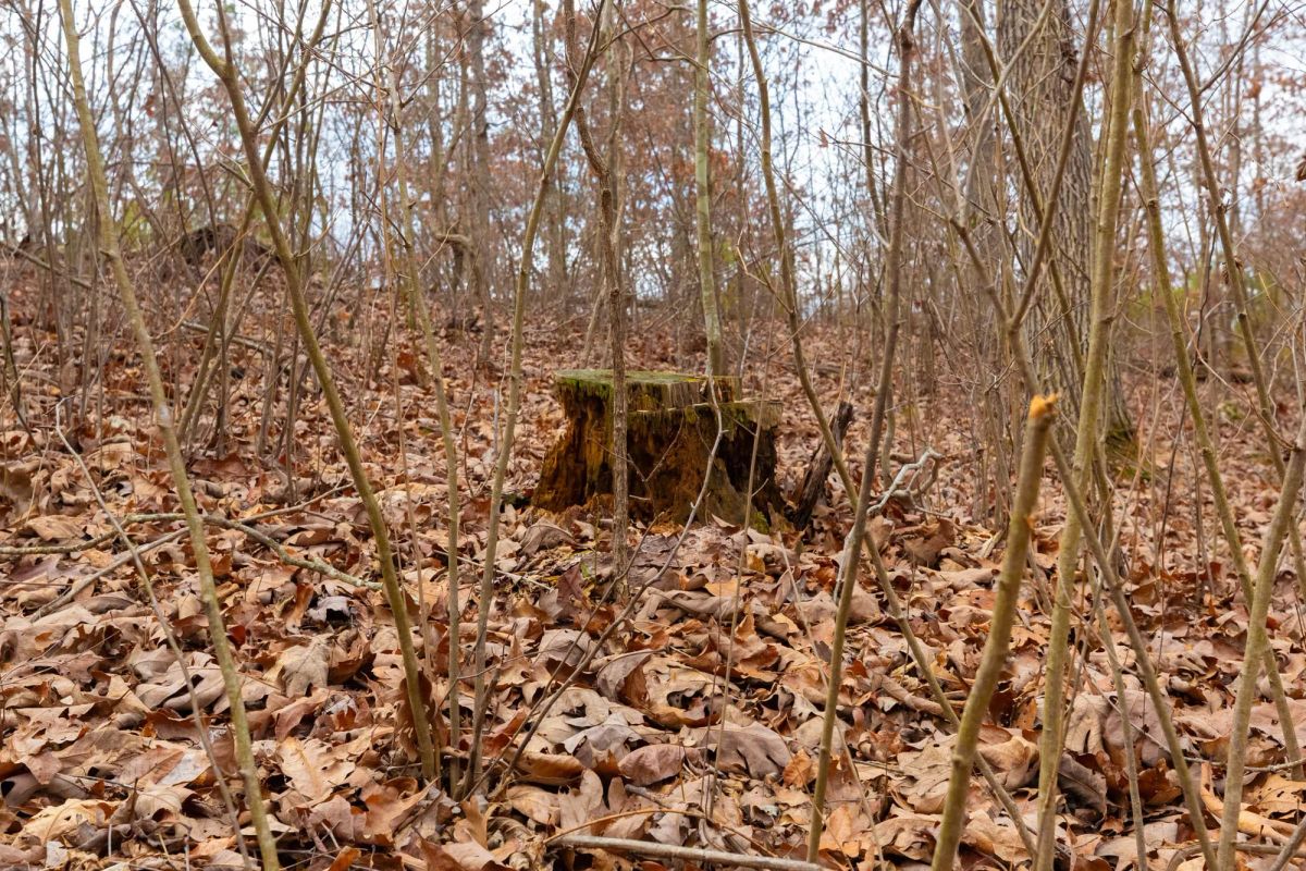 Decorative background for Windy Ridge Tract 10 image 9