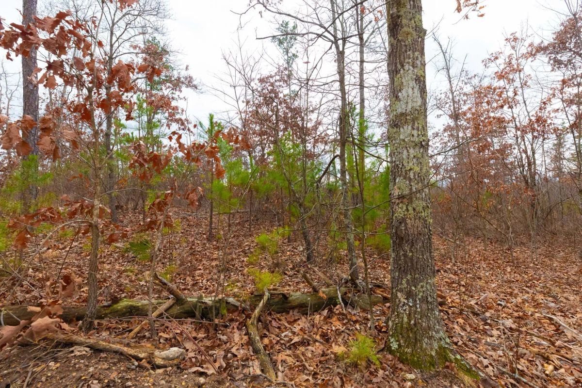 Decorative background for Windy Ridge Tract 10 image 10