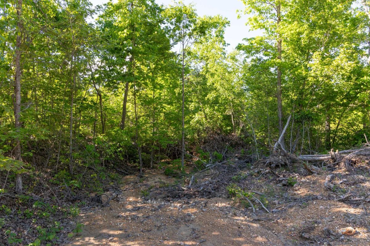 Decorative background for Sleepy Hollow Phase II Tract 62 image 5