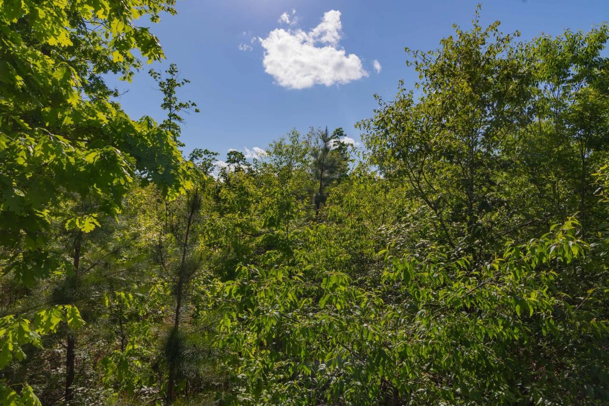 Decorative background for Sleepy Hollow Phase II Tract 62 image 7