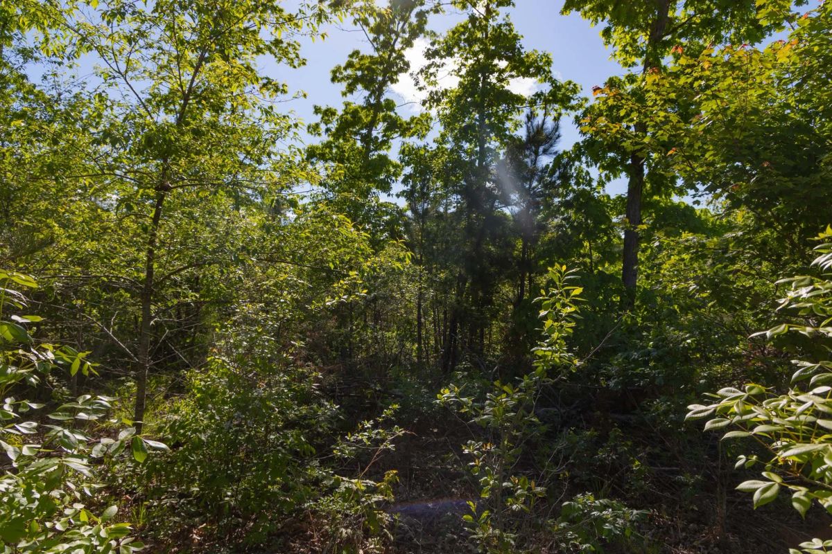 Decorative background for Sleepy Hollow Phase II Tract 62 image 13