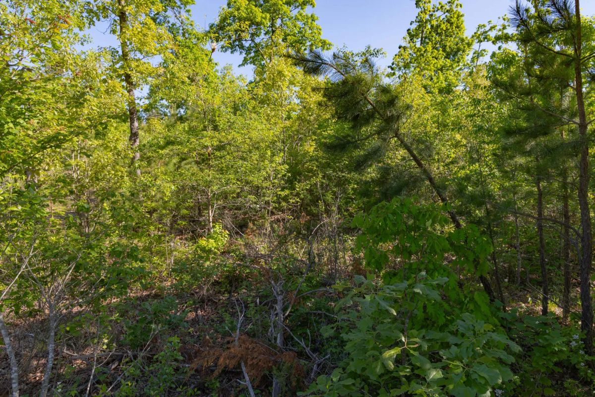 Decorative background for Sleepy Hollow Phase II Tract 62 image 14