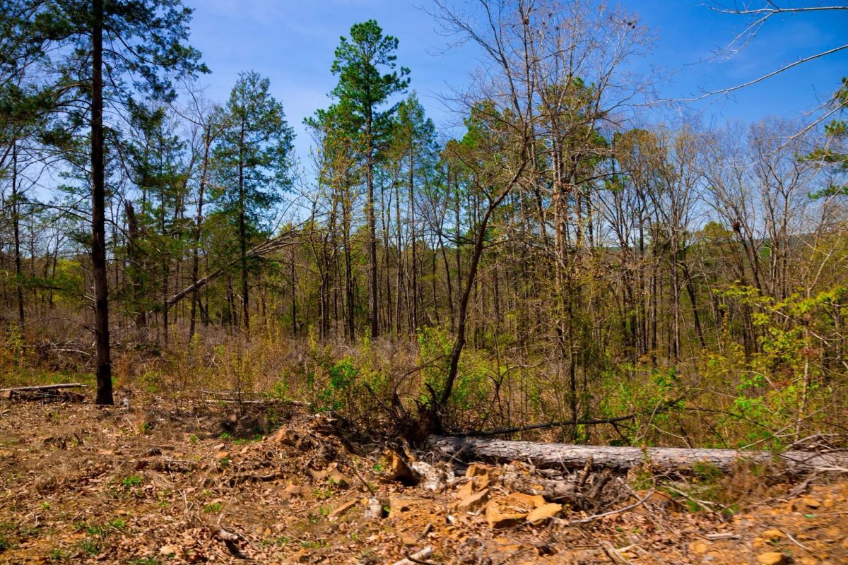 Decorative background for Stone Creek Phase II Tract 221 image 11