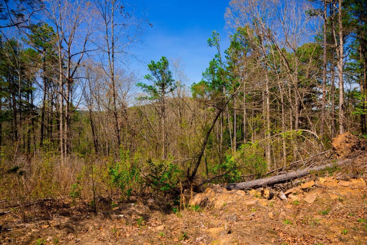 Decorative background for Stone Creek Phase II Tract 221 image 12