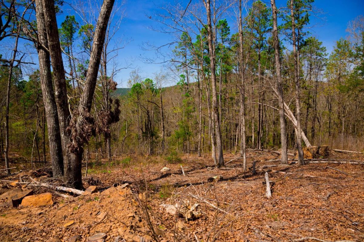 Decorative background for Stone Creek Phase II Tract 221 image 13
