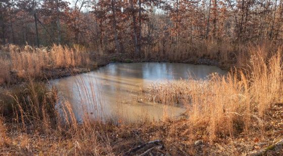 Dutchman Hollow Tract 6 in Fulton County, AR