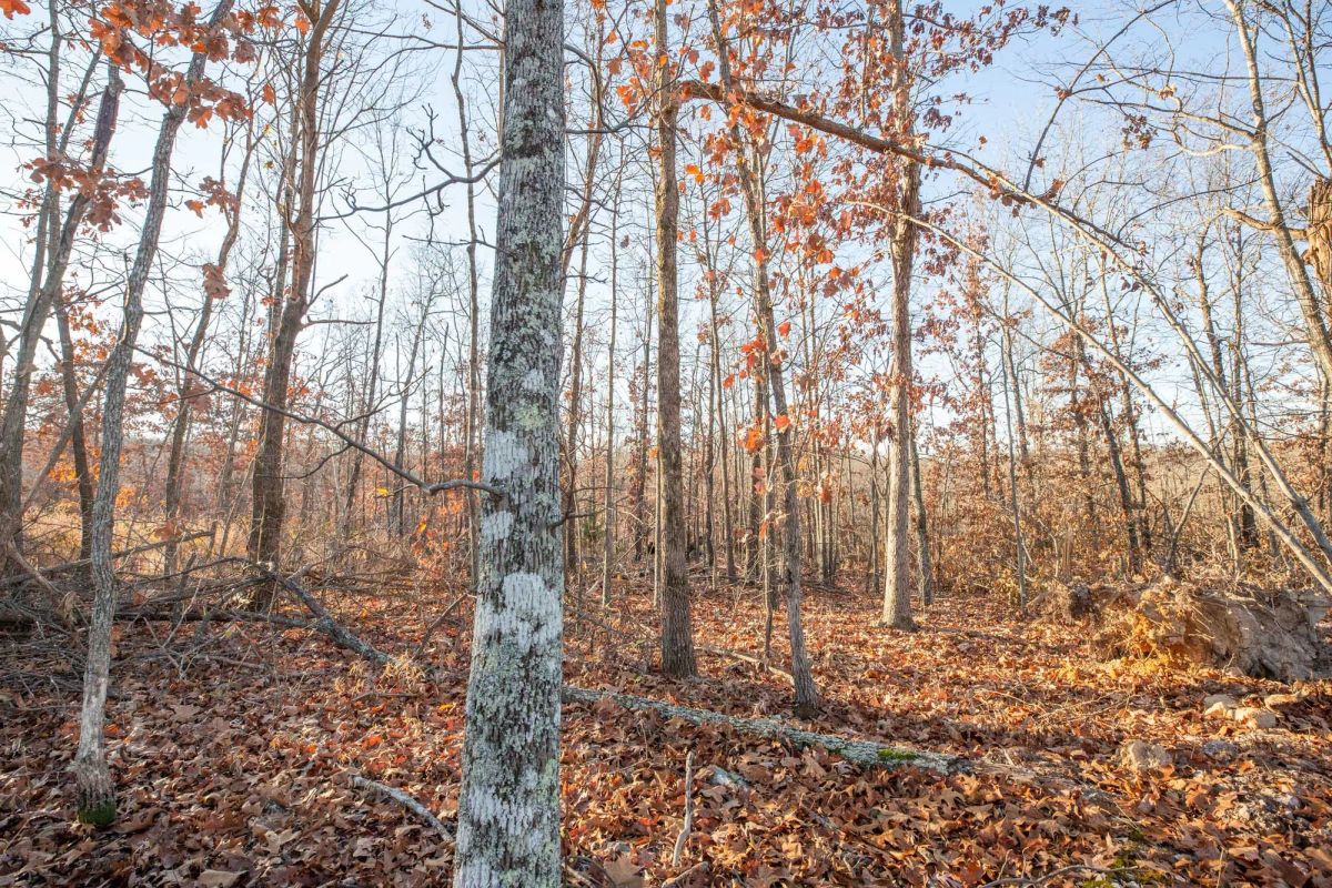 Decorative background for Dutchman Hollow Tract 6 image 5