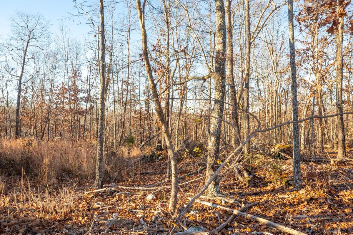 Decorative background for Dutchman Hollow Tract 6 image 7