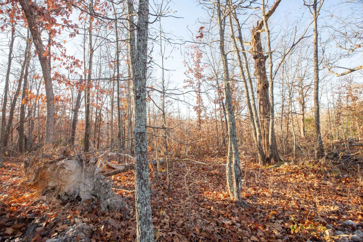 Decorative background for Dutchman Hollow Tract 6 image 9