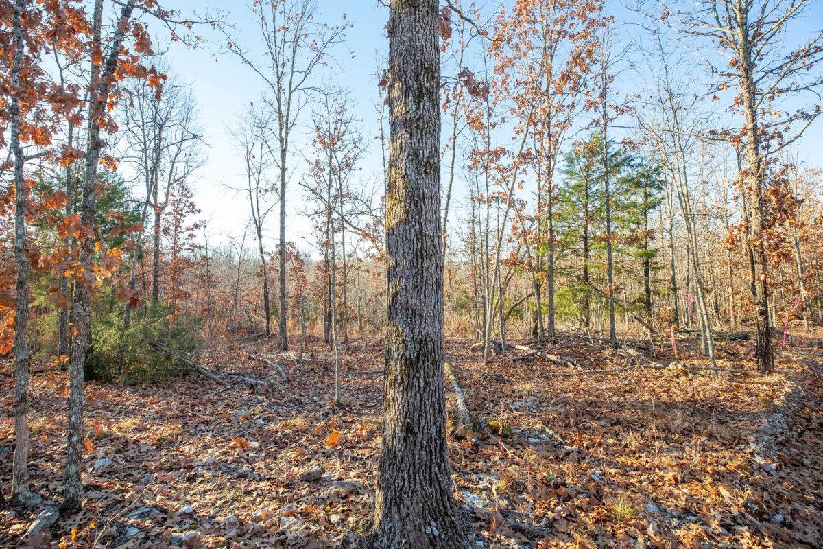 Decorative background for Dutchman Hollow Tract 6 image 10