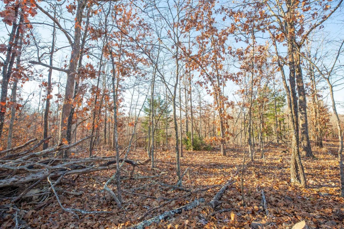 Decorative background for Dutchman Hollow Tract 6 image 11