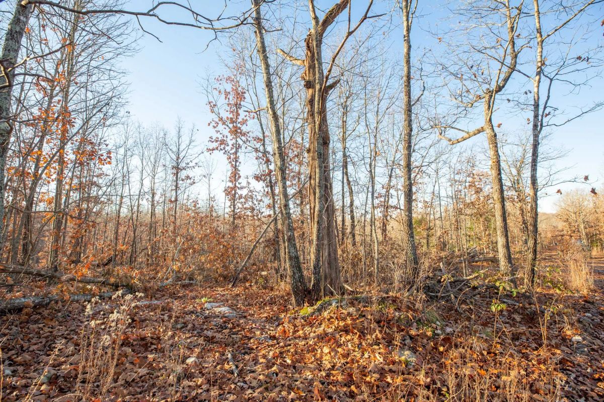 Decorative background for Dutchman Hollow Tract 6 image 12