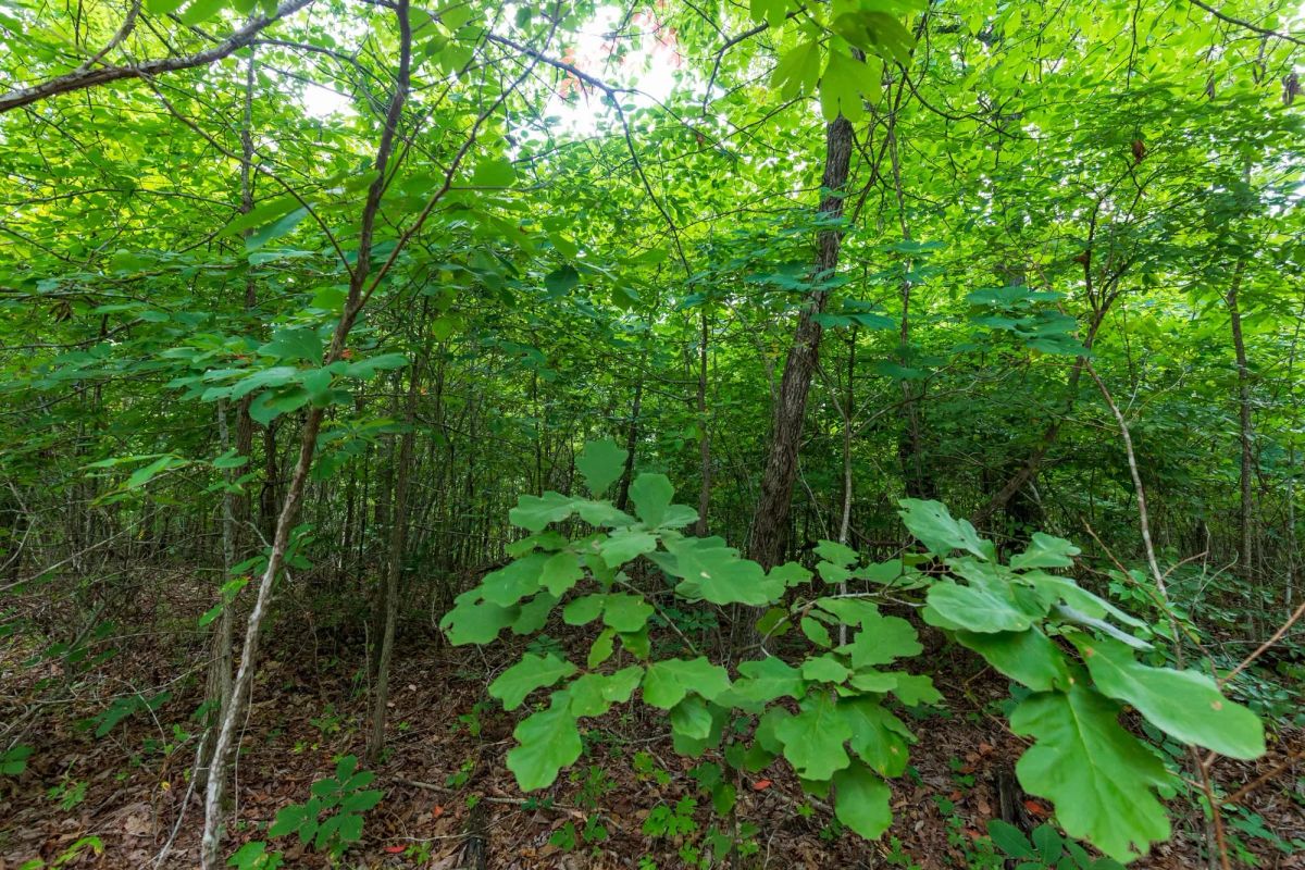 Cypress Ridge Tract 19 - Image 2