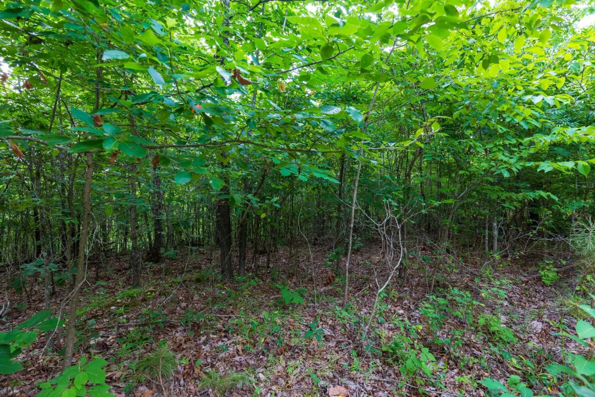 Cypress Ridge Tract 19 - Image 3