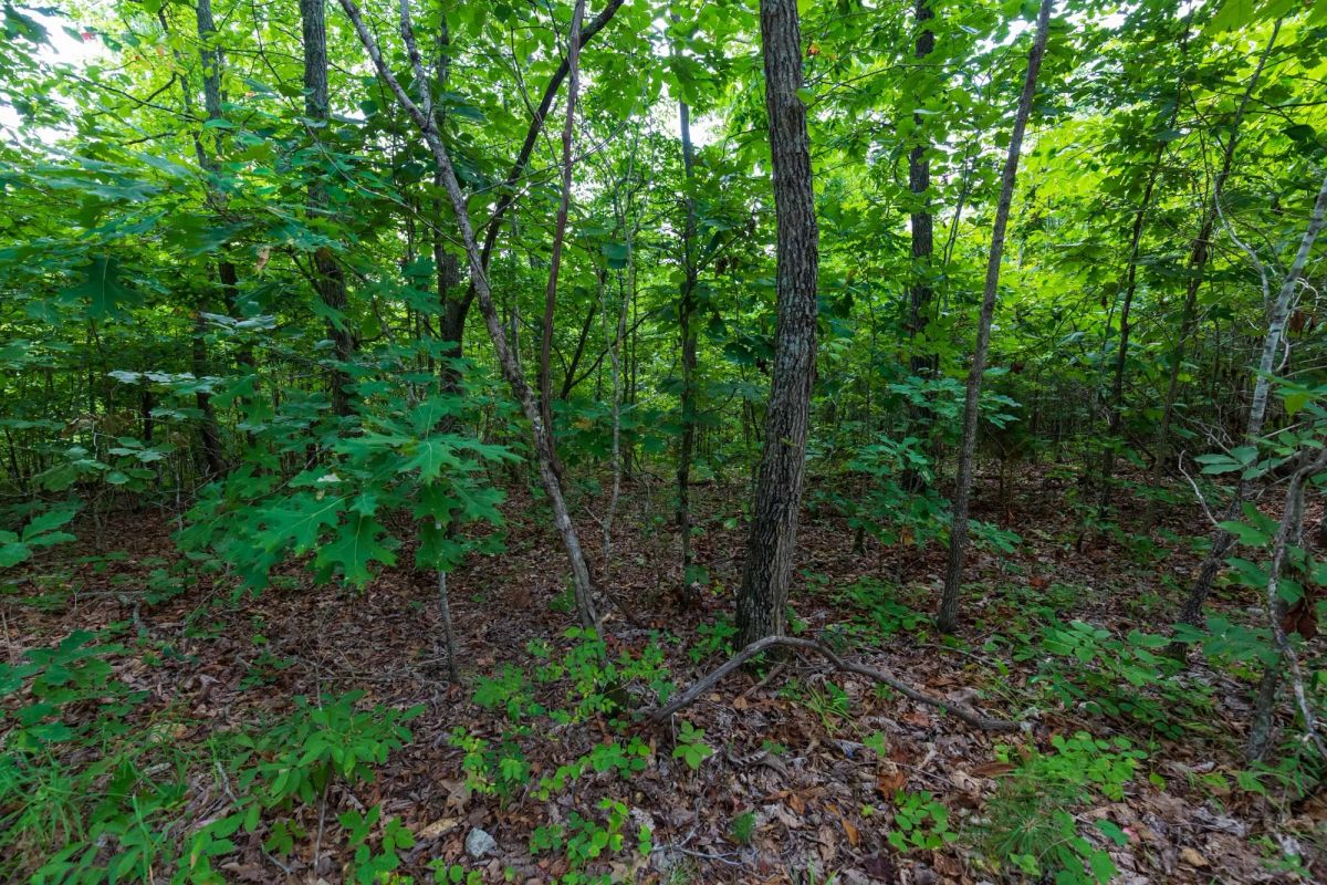 Decorative background for Cypress Ridge Tract 19 image 5