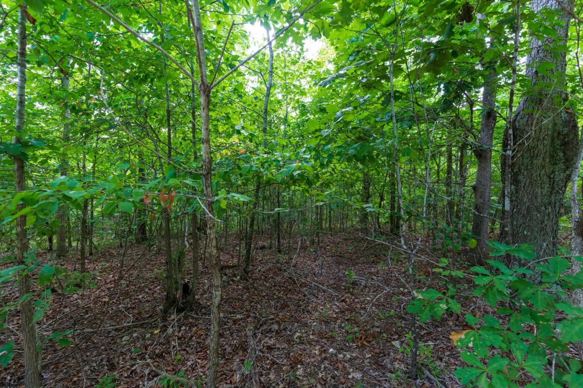Decorative background for Cypress Ridge Tract 19 image 6