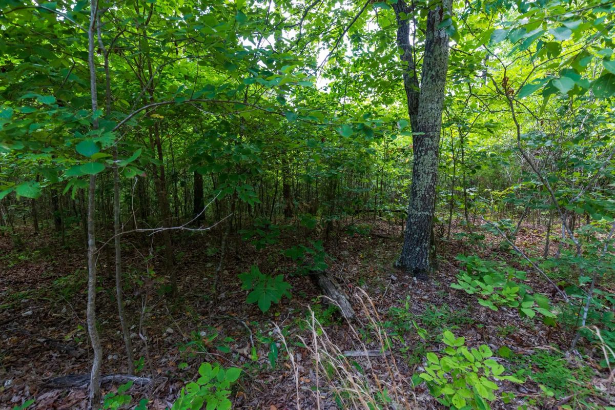 Decorative background for Cypress Ridge Tract 19 image 8