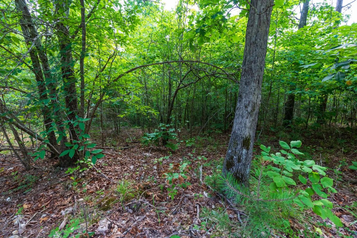 Decorative background for Cypress Ridge Tract 19 image 9