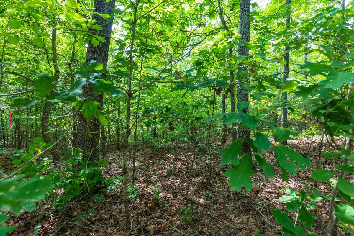 Decorative background for Cypress Ridge Tract 19 image 11