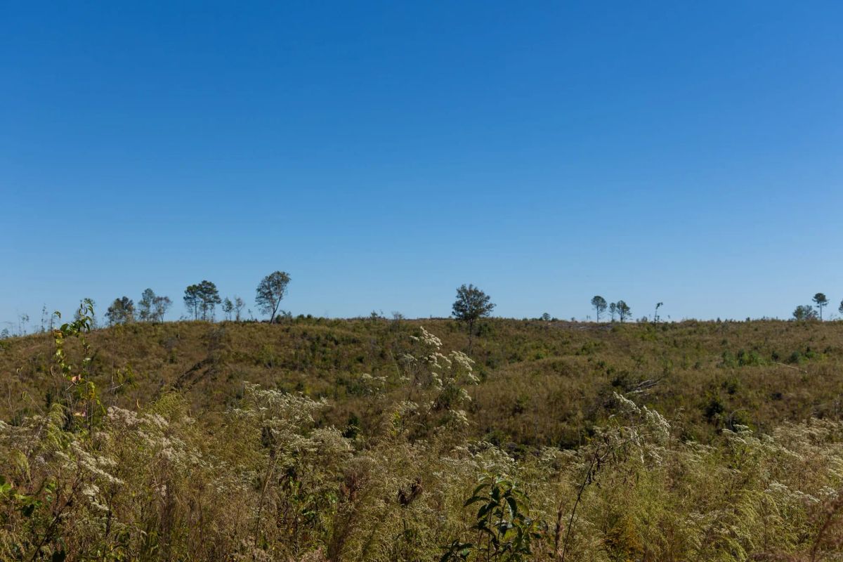 Decorative background for Meyer’s Ridge Tract 6 image 9
