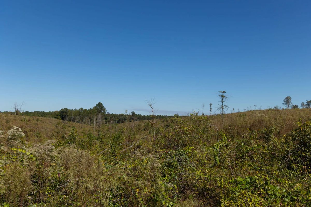 Decorative background for Meyer’s Ridge Tract 6 image 11