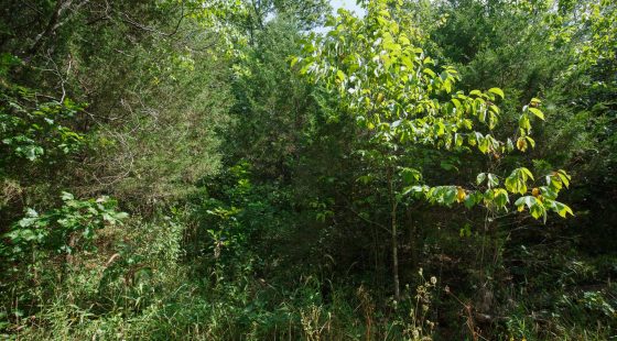 Spring Lake Plat 6 Tract 6 in Miller County, MO
