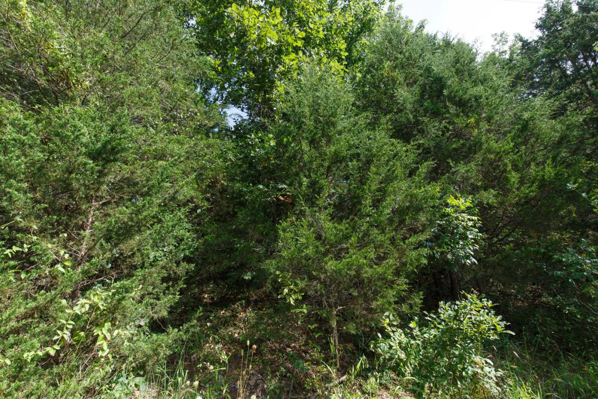 Spring Lake Plat 6 Tract 6 - Image 3