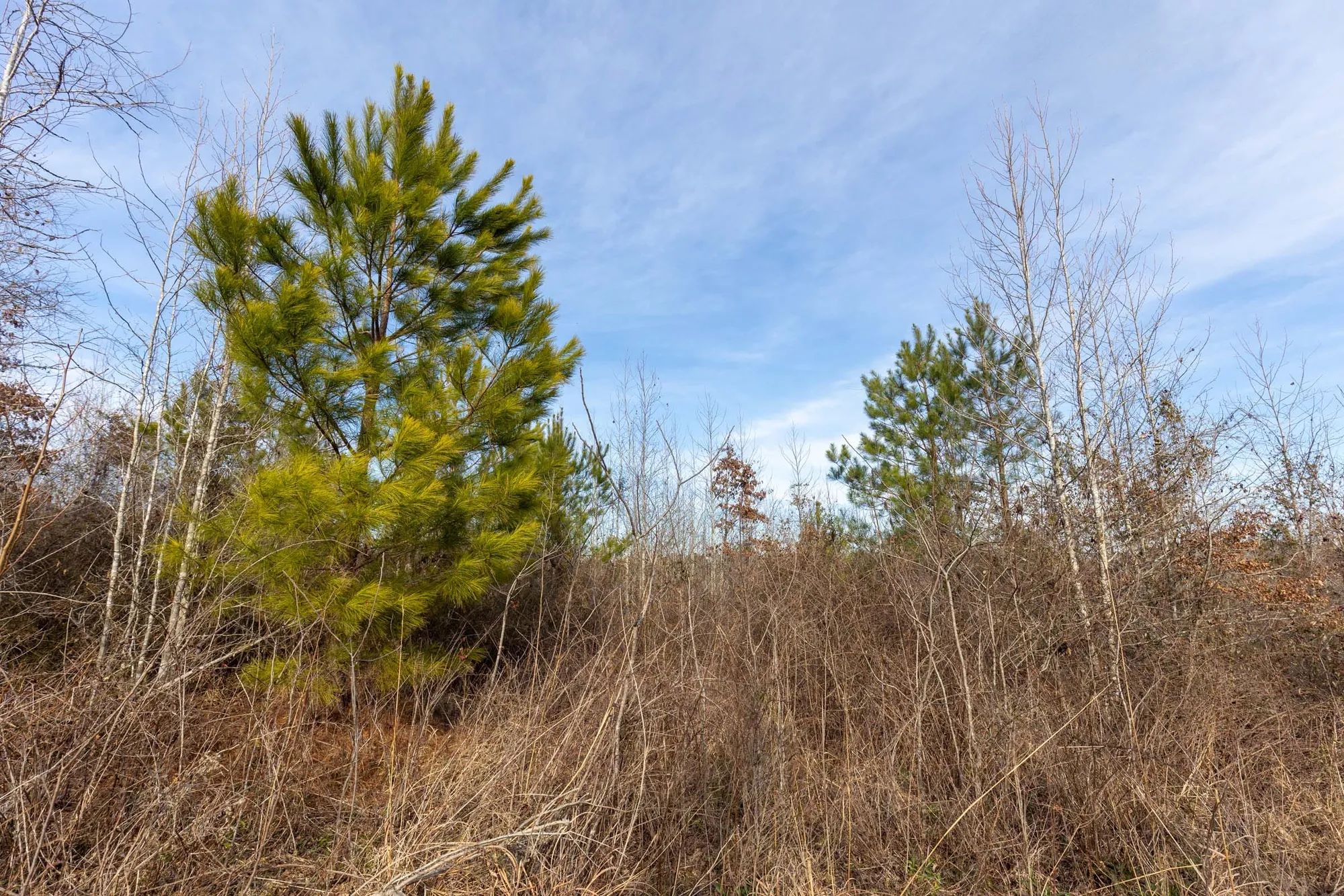 Baker Creek Tract 12 in Fayette County, AL