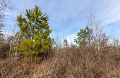 Baker Creek Tract 12