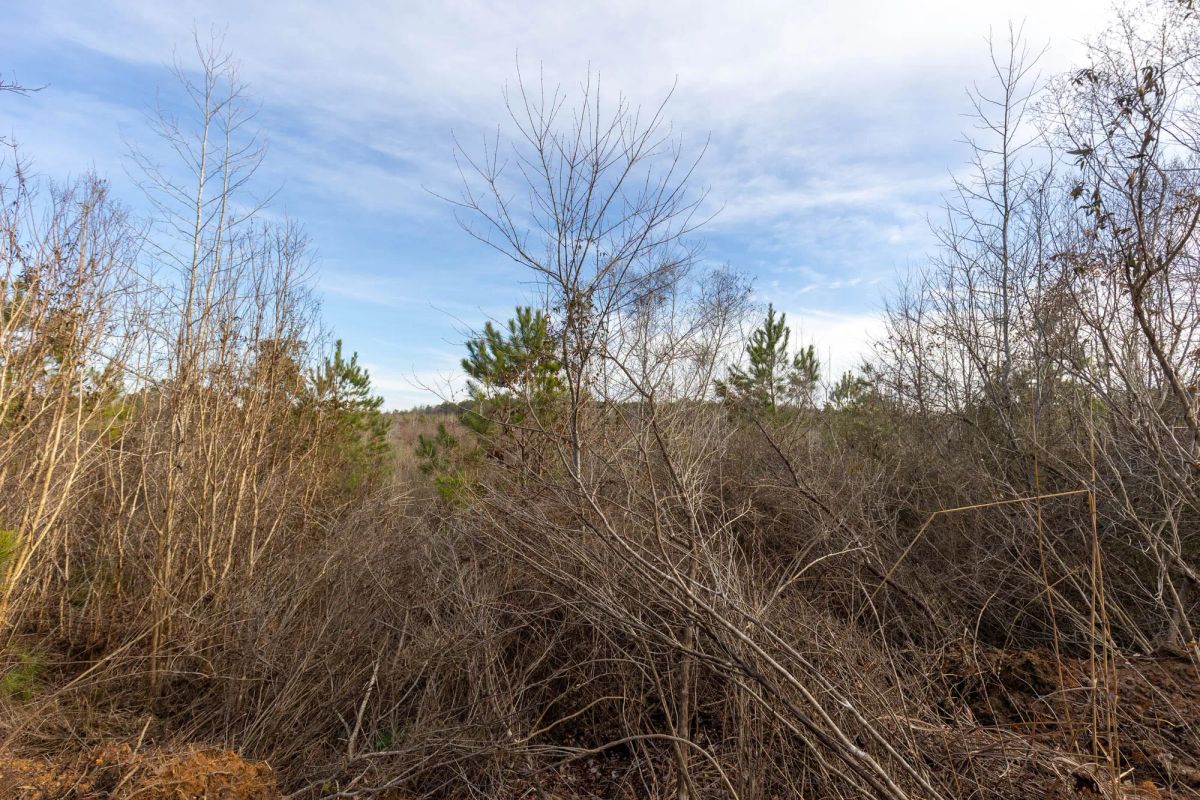 Baker Creek Tract 12 - Image 2