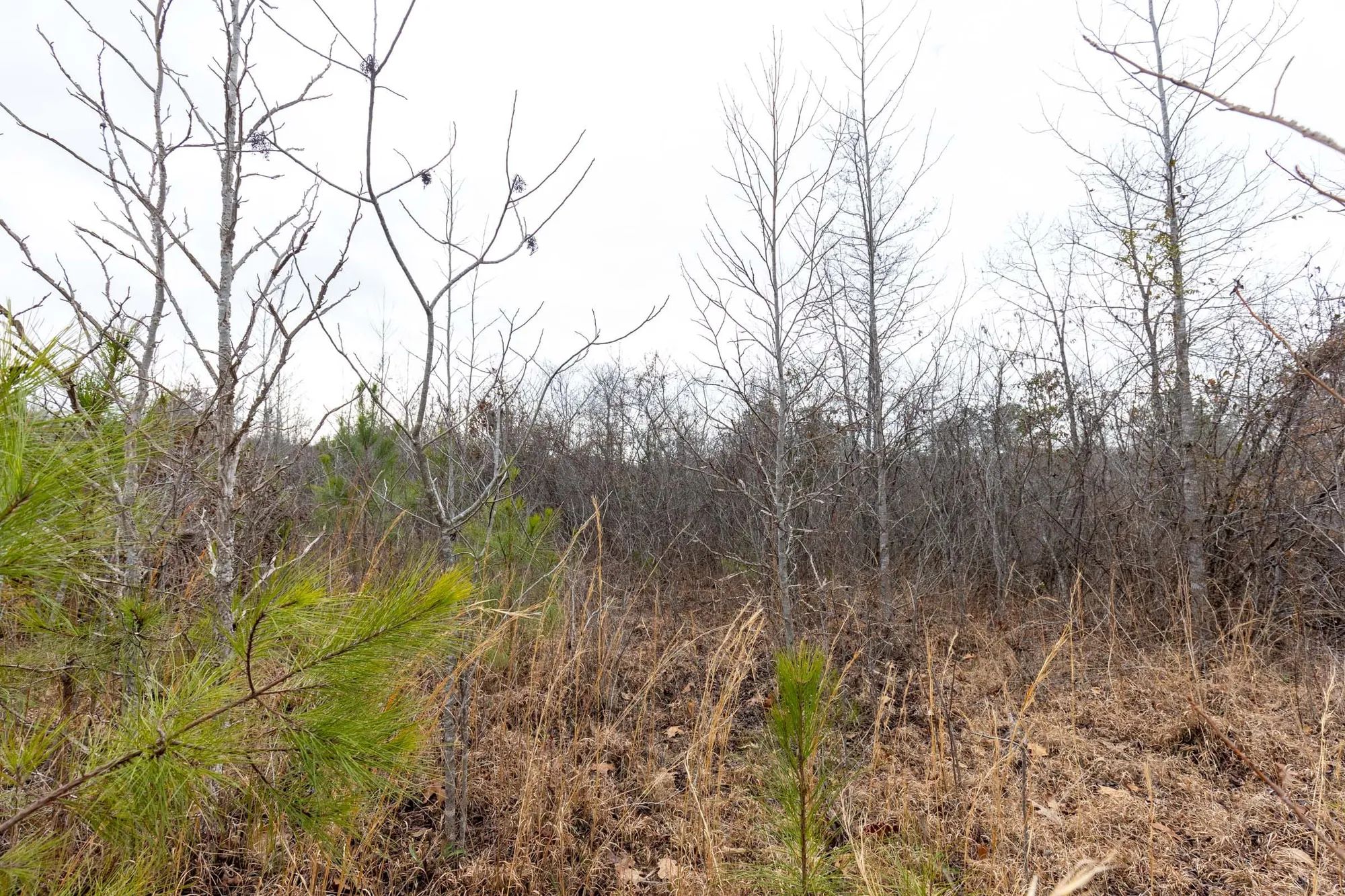 Baker Creek Tract 12 in Fayette County, AL