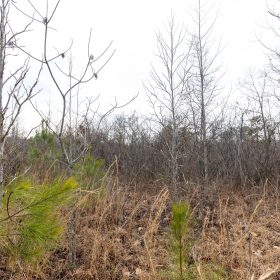 Baker Creek Tract 12 in Fayette County, AL