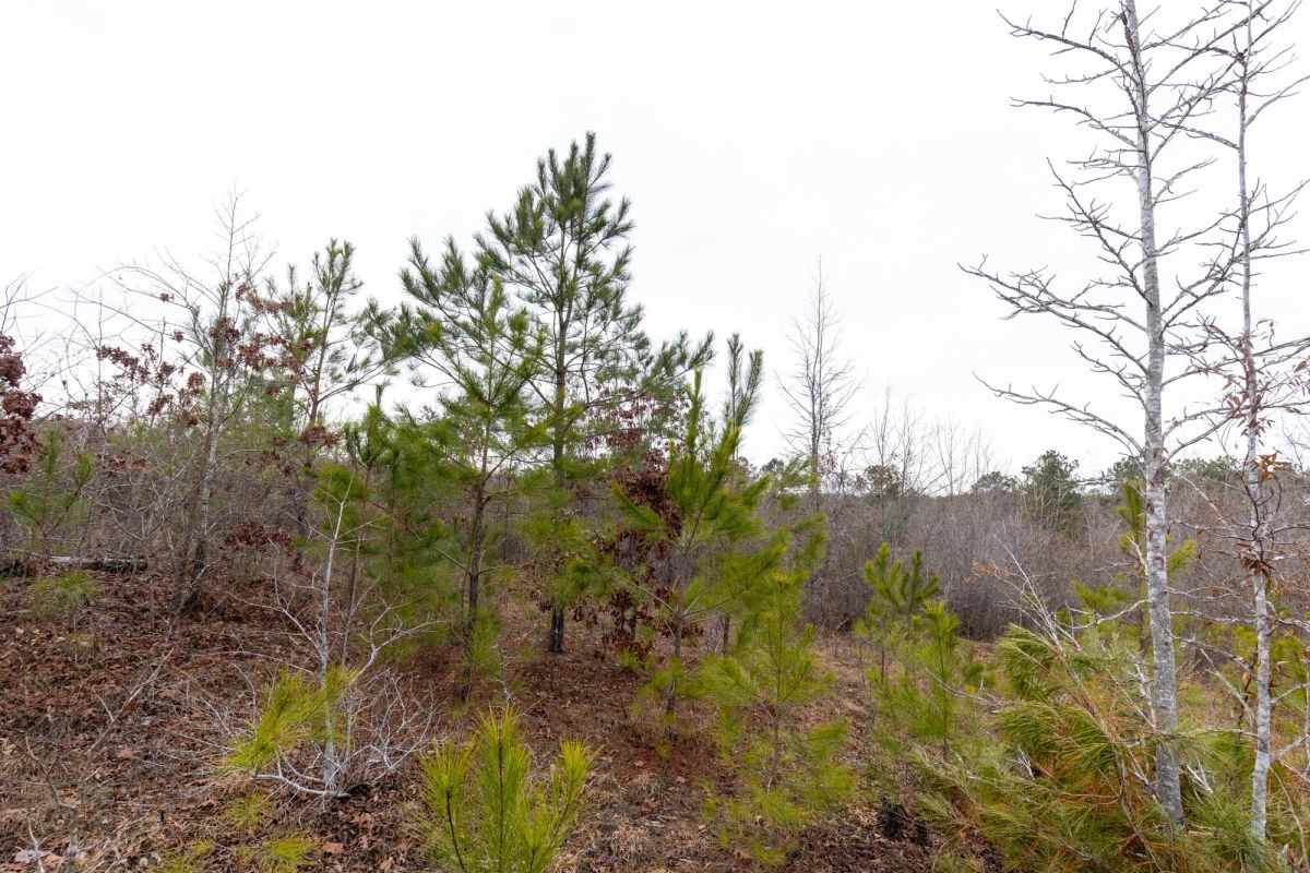 Decorative background for Baker Creek Tract 12 image 6