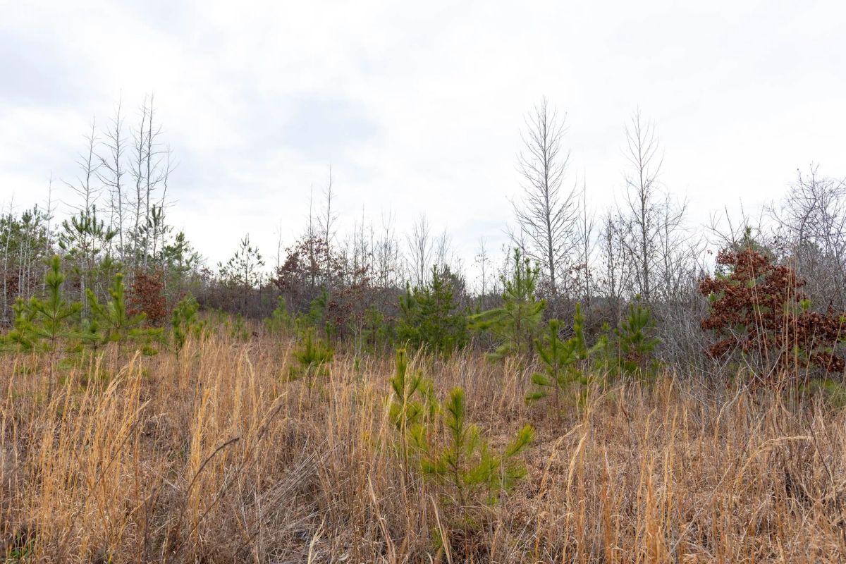 Decorative background for Baker Creek Tract 12 image 10